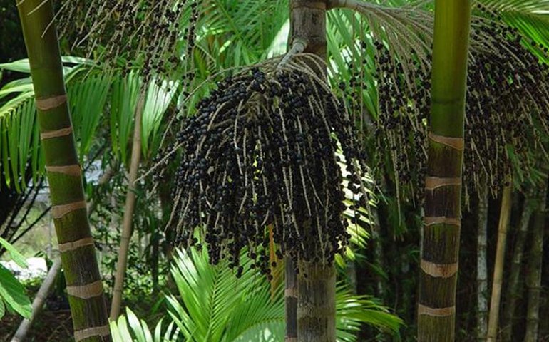 Valor da produção primária florestal aumenta 11,2% em 2023