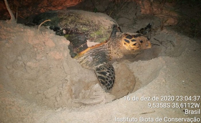 Equipe do Biota flagrou a tartaruga subindo para desovar na praia