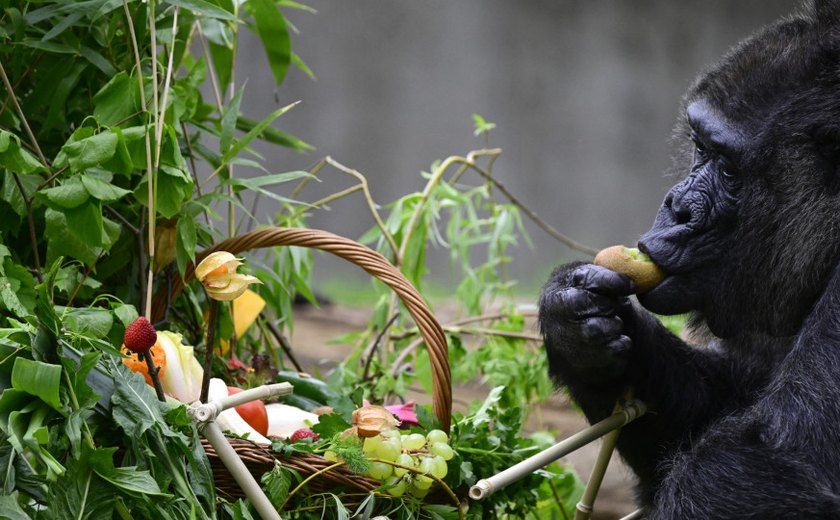 Zoológico de Berlim comemora o 67º aniversário de Fatou, gorila mais velha do mundo