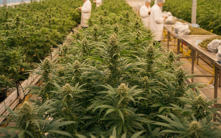 CRA pode votar regulamentação da cannabis medicinal