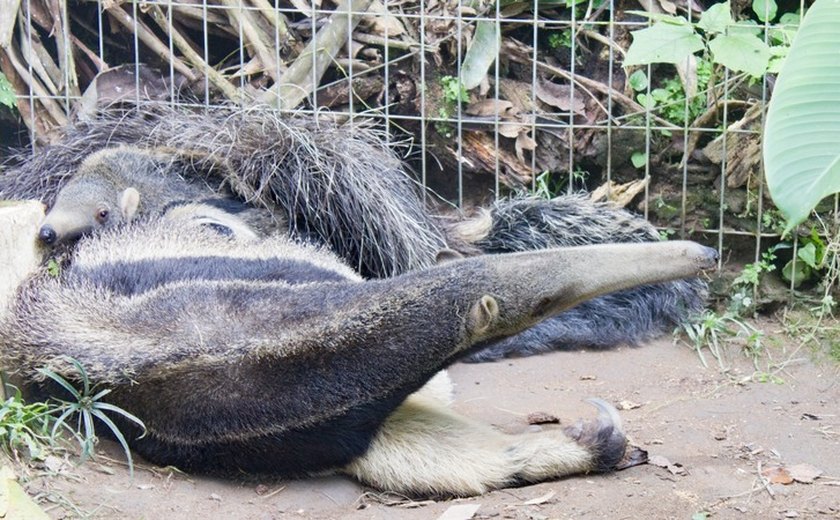 Em evento raro, mamífero em risco de extinção nasce no Parque Estadual de Dois Irmãos