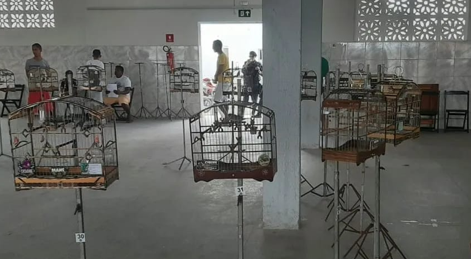 Nove aves são apreendidas em torneio de canto clandestino de Itabaianinha / Foto: Foto: Adema/Divulgação