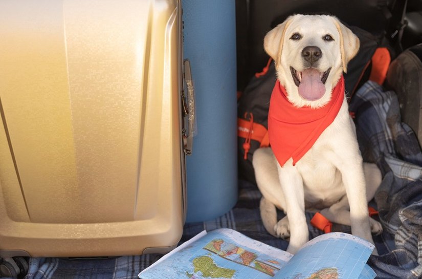 Viagem com seu pet: veja como funciona o seguro para animais de estimação