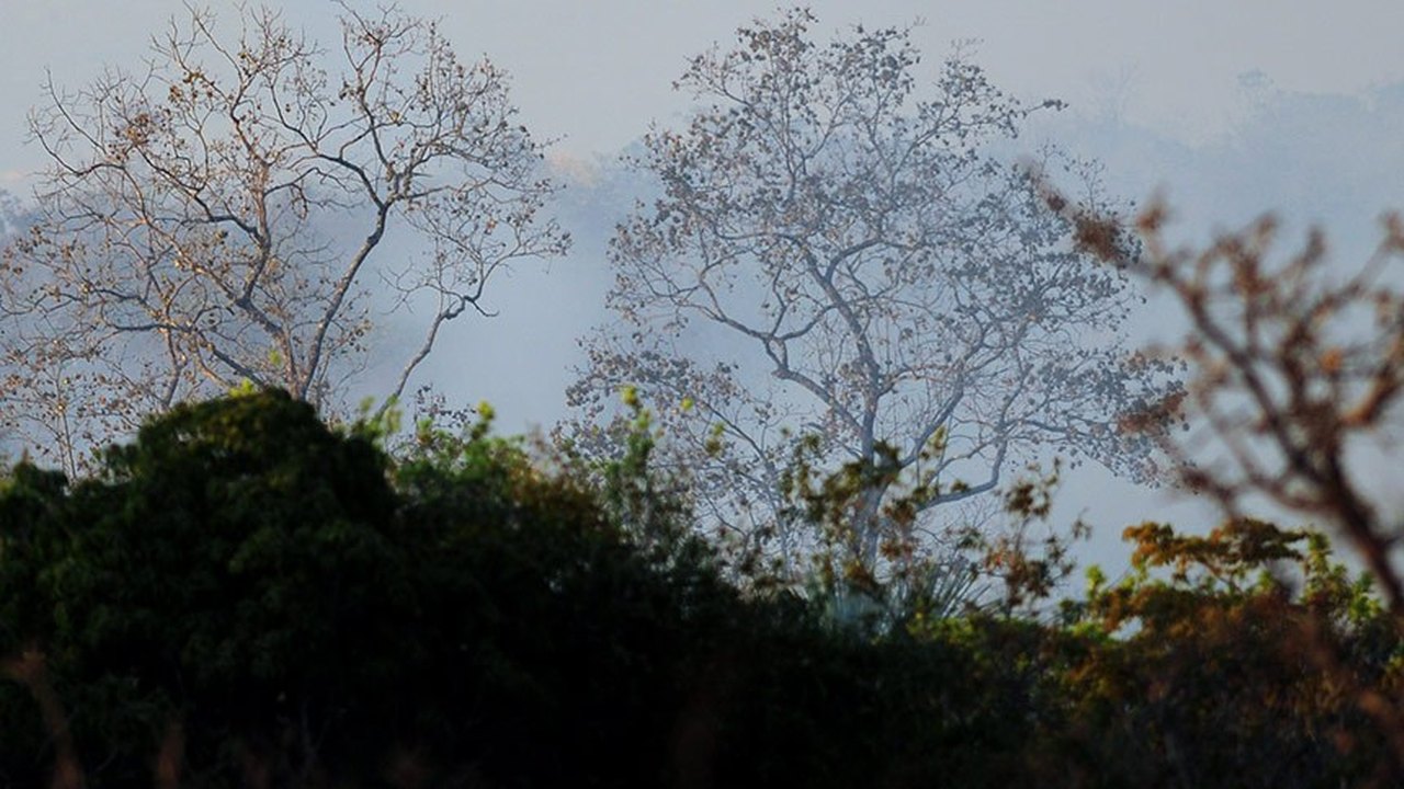 Lei prevê estímulo ao mercado de carbono na gestão de florestas