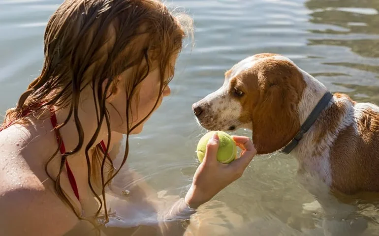 Altas temperaturas mudam a rotina dos pets e exigem novos cuidados dos tutores