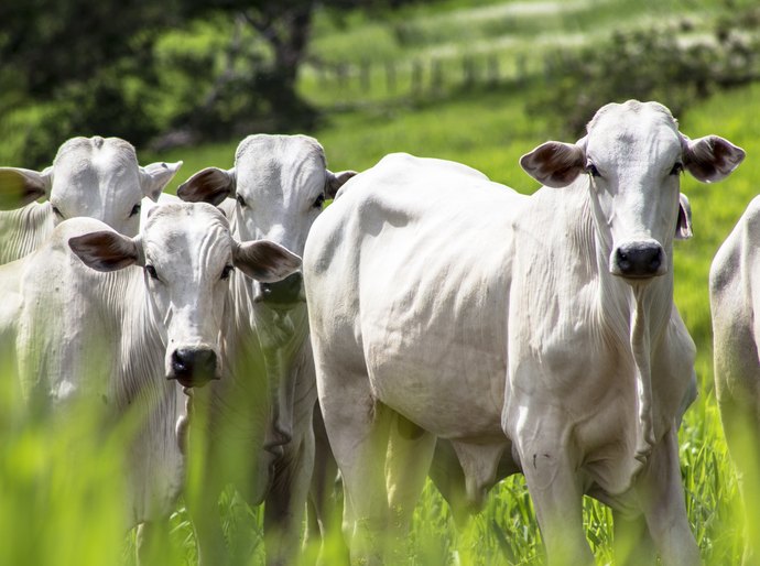 ICC Nutrição Animal conquista certificação de Empresa Amiga do Bem-Estar Animal
