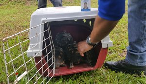 JABUTIS RESGATADOS EM LARANJEIRAS / Foto: Adema