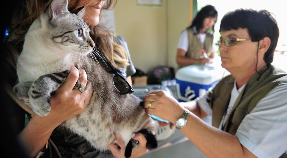 905013-vacina_caes_gatos_df_7710.jpg / Foto: Agência Brasil