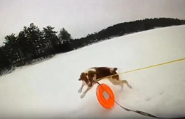 Cachorrinha ajuda a salvar tutor na neve