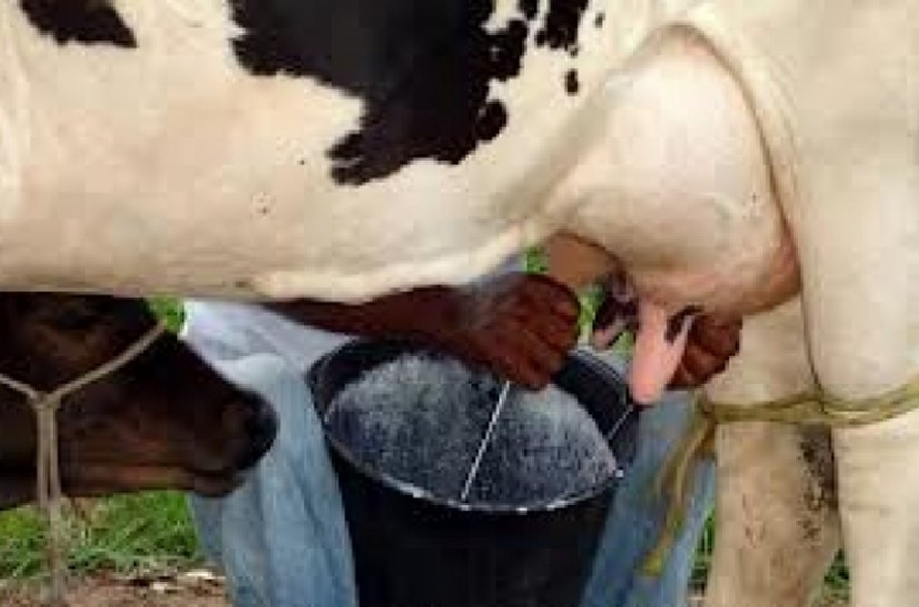 Produtores de leite de Mar Vermelho ampliam atividade