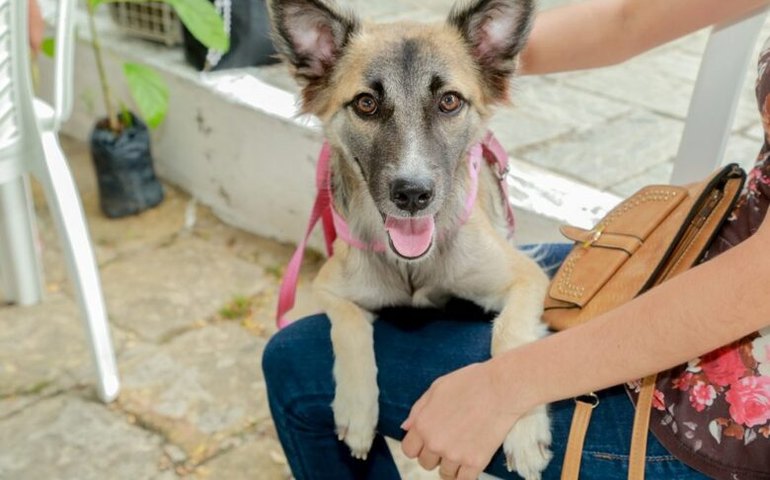 Programa Castrapet amplia ações com sua 4ª edição em Penedo