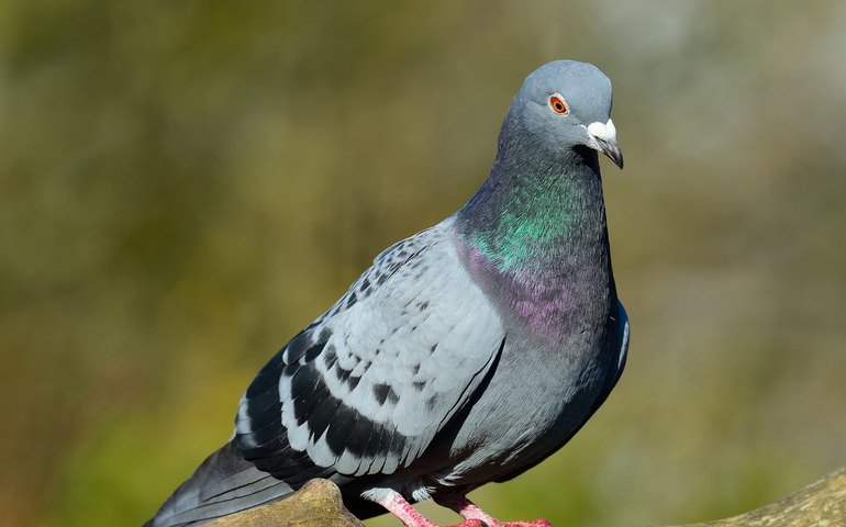Brasil tem mais de 270 animais exóticos que ameaçam biodiversidade