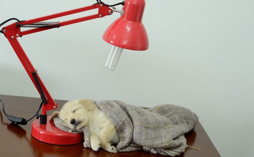 Boa iluminação promove conforto visual para os pets