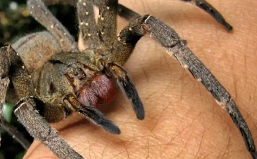 Do tamanho de uma mão: aranha venenosa é encontrada por funcionária em armazém na Inglaterra