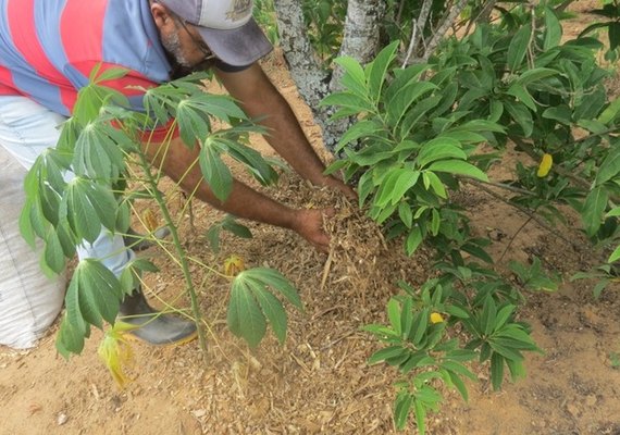 Através do plantio planejado, agricultor familiar aumenta renda anual para R$ 11 mil