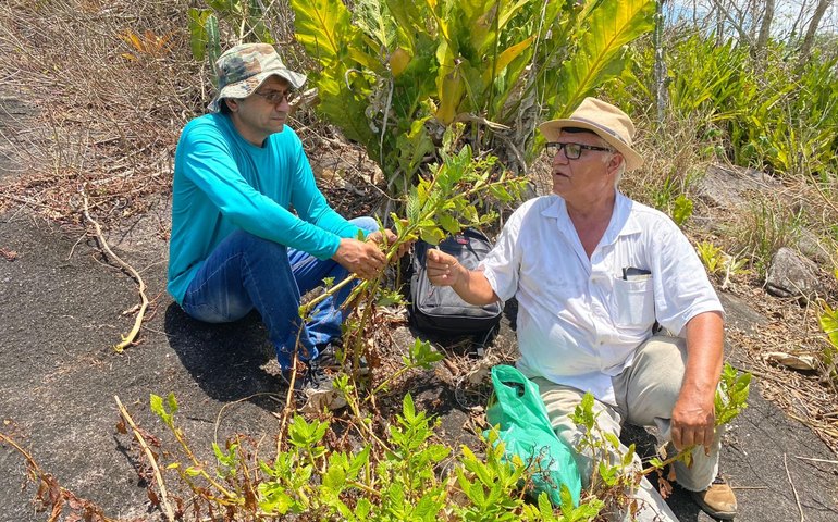 Acervo do Herbário MAC possibilita descoberta de novas espécies de plantas em Alagoas