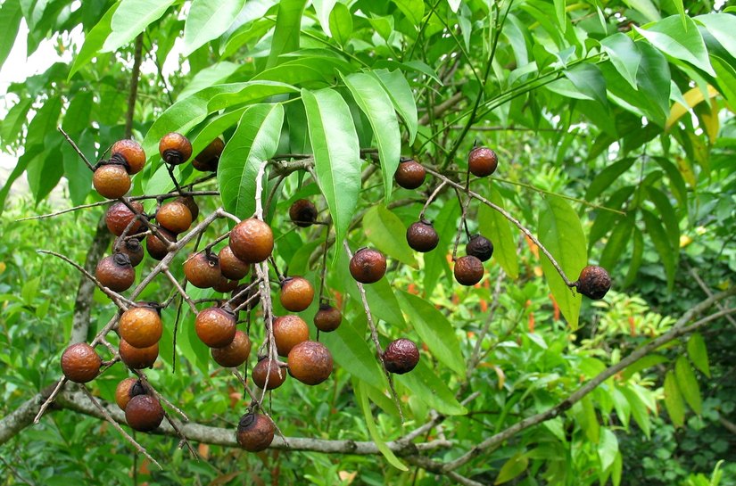 Conheça a história do fruto de um arbusto - criador de shampoo