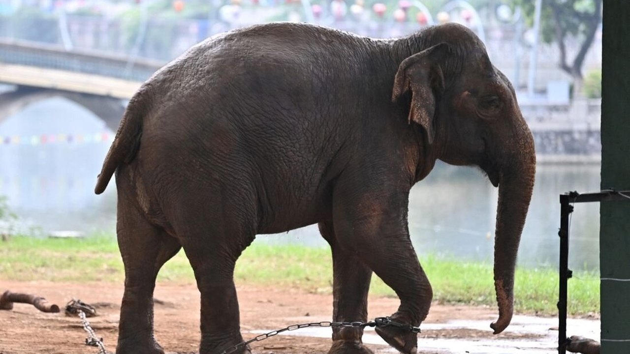 Elefantas acorrentadas no zoológico de Hanói causam indignação no Vietnã