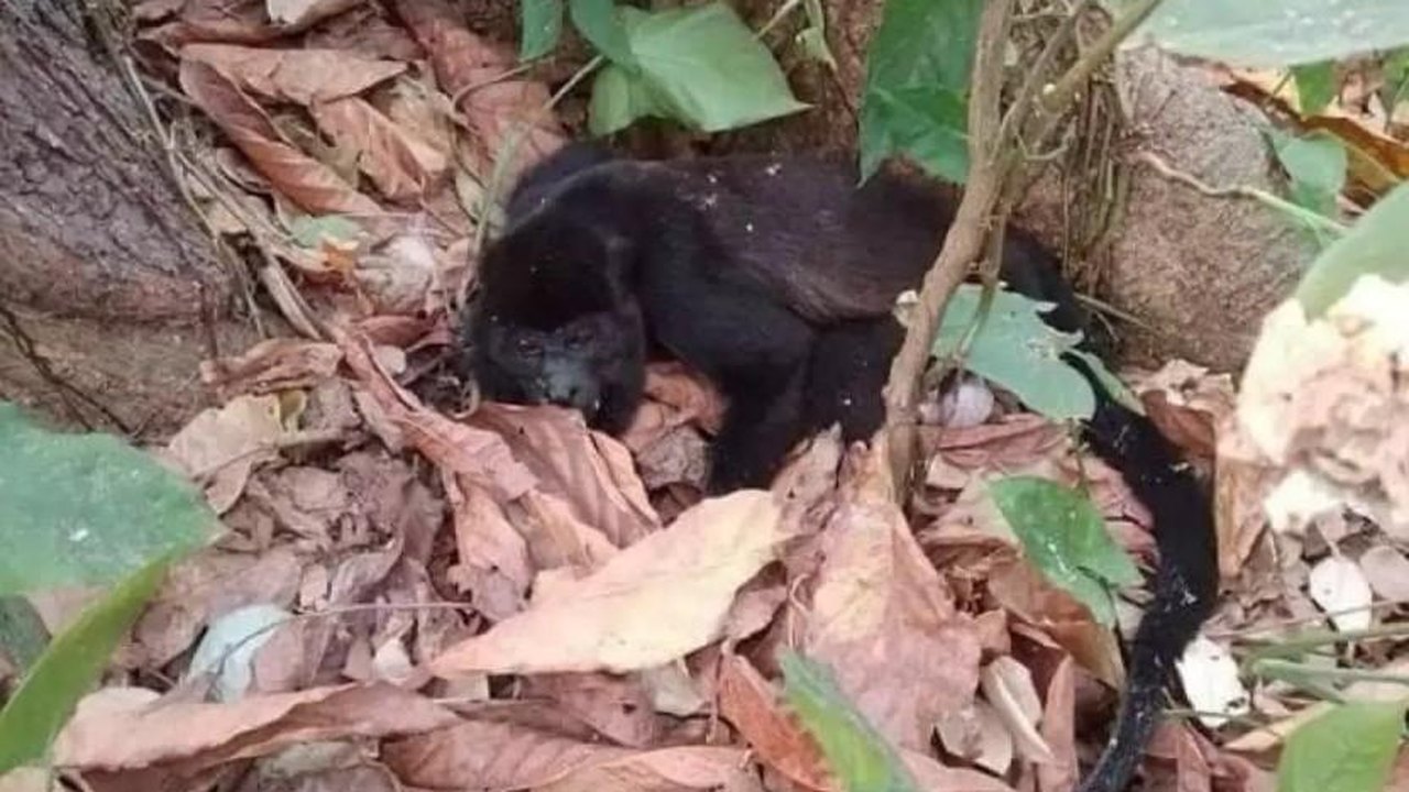 No México, dezenas de macacos caem mortos de árvores devido ao calor
