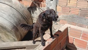 resgate-cachorro-sm