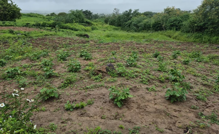 Plantação localizada em terras onde funciona lixão é risco à saúde Plantação localizada em terras onde funciona lixão é risco à saúde