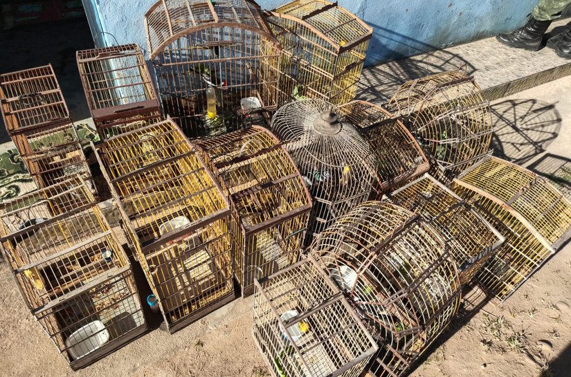 Operações da PM-AL apreendem armas de fogo e cerca de 600 animais silvestres