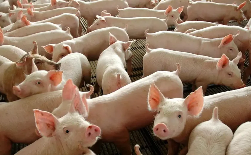 Transplante: USP terá criação de suínos para produção de órgãos 