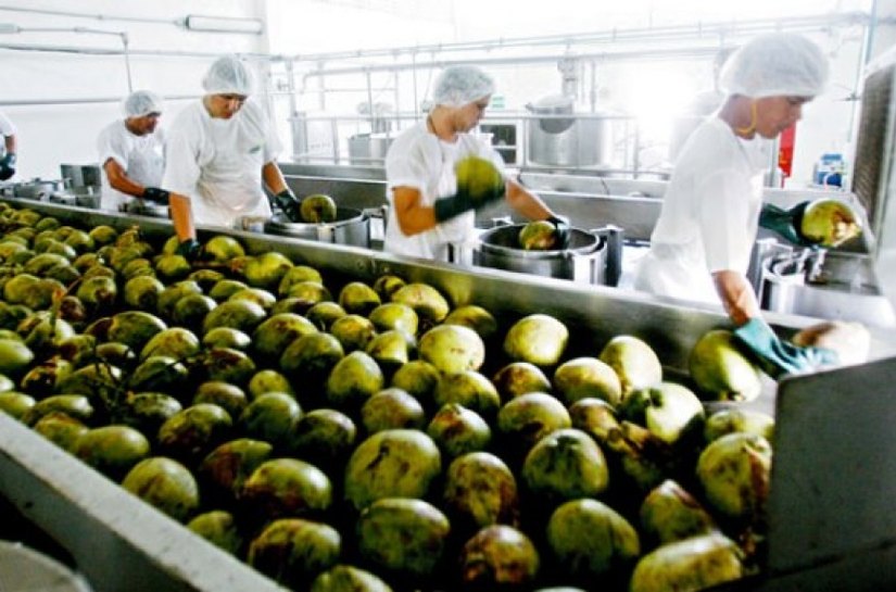 Fábrica de processamento de coco é inaugurada em Piaçabuçu