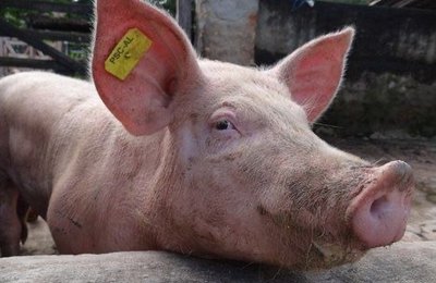 Peste Suína: Piranhas convoca produtores para a segunda etapa de vacinação