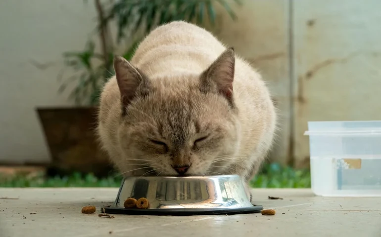 Verão exige atenção à hidratação e à alimentação de cães e gatos