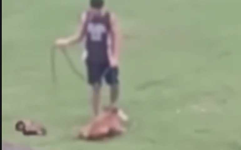 Policia Civil indicia funcionário de Centro de Equoterapia e Zooterapia de Alagoas por maus-tratos contra cadela