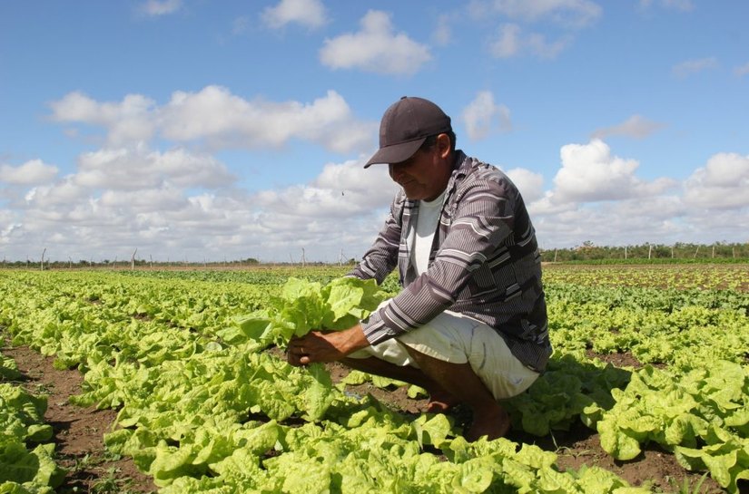 Arapiraca Agroshow: Prefeitura lança feira que coloca o município no calendário agro nacional