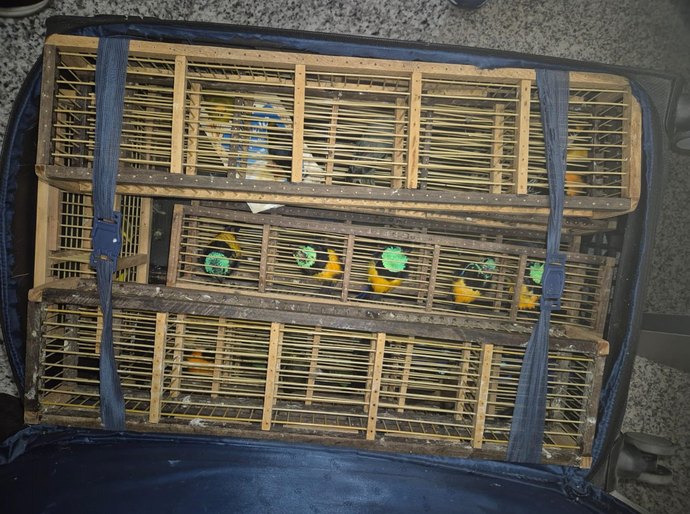 Ação integrada da PCAL e Polícia Federal apreende 42 aves silvestres no aeroporto Zumbi dos Palmares