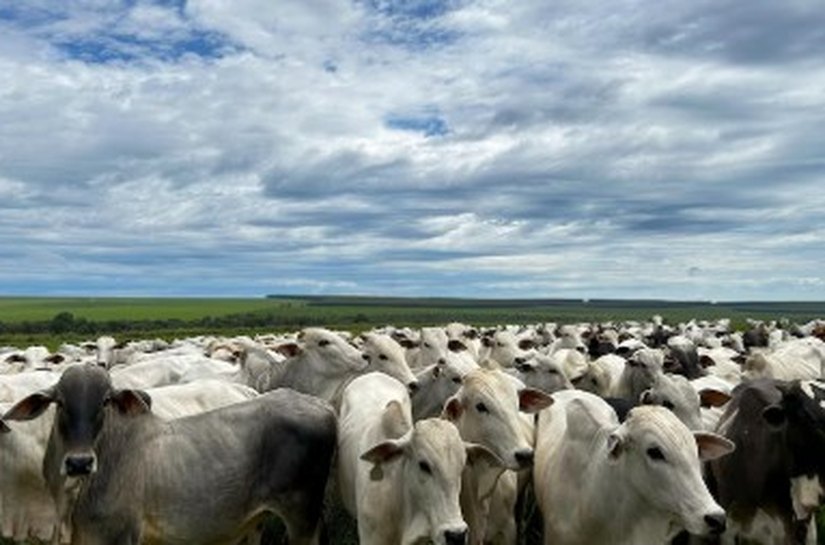 Cuidar bem da saúde é lucro na pecuária e o controle de parasitas é chave para a produtividade