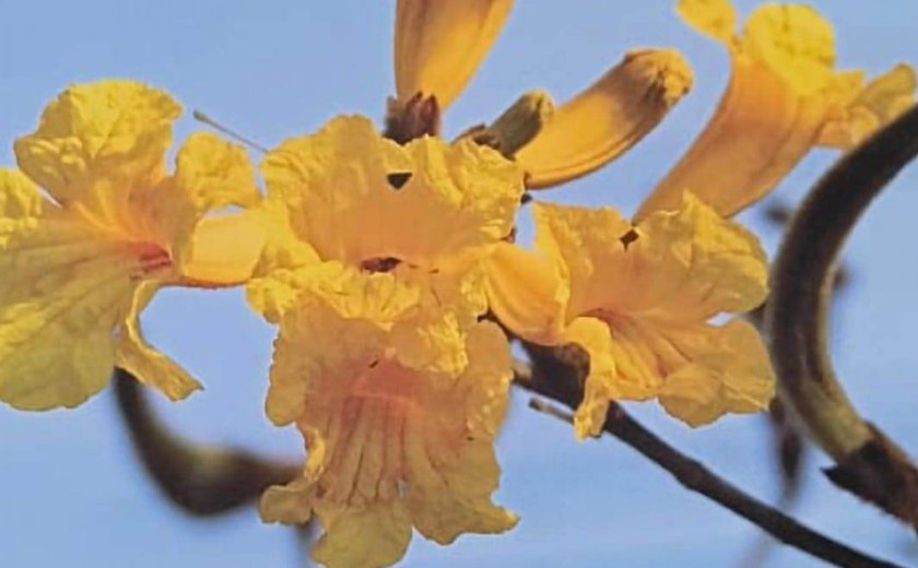 Pesquisadores da Uneal identificam espécies de flores da avenida Ceci Cunha em Arapiraca