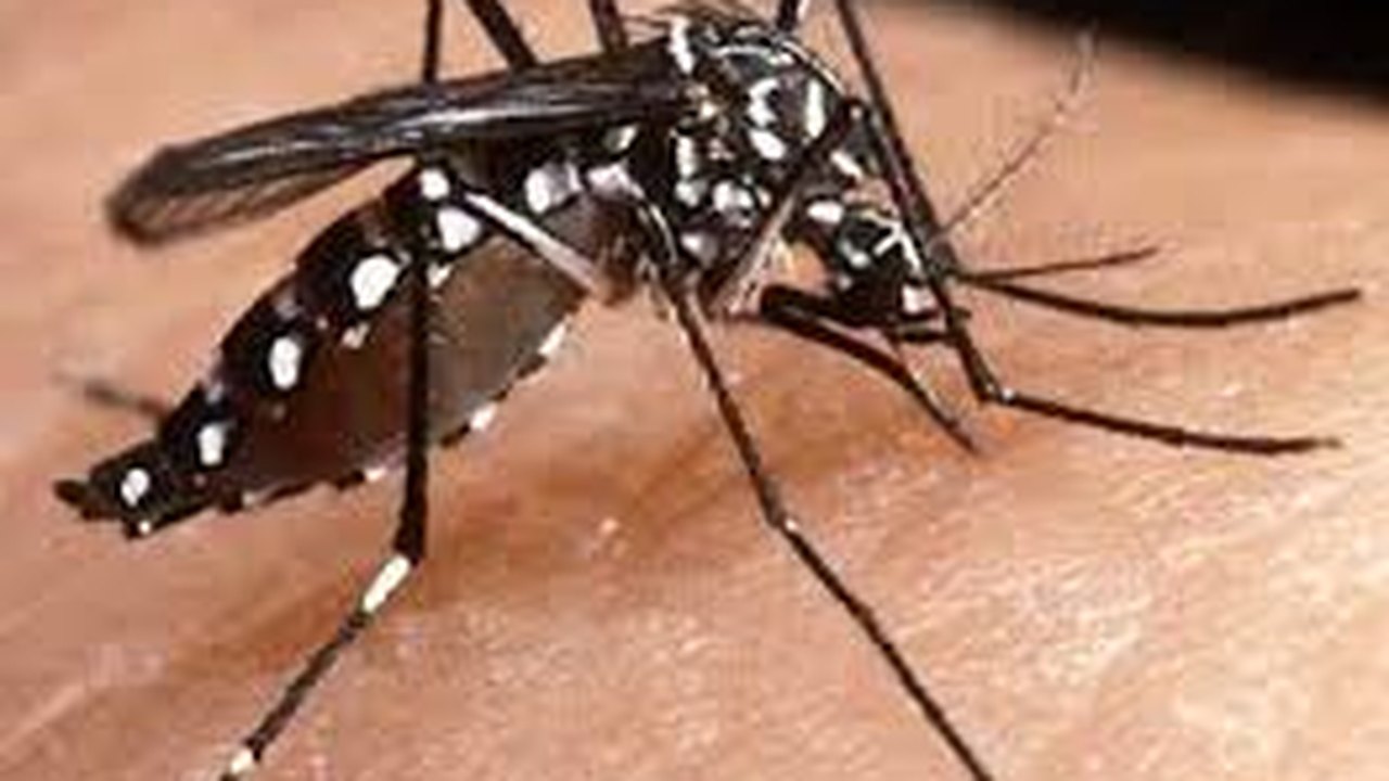 Norte e Nordeste debatem dengue e chikungunya