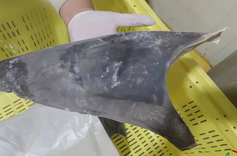 Exportação de barbatana do tubarão-azul é proibida no Brasil