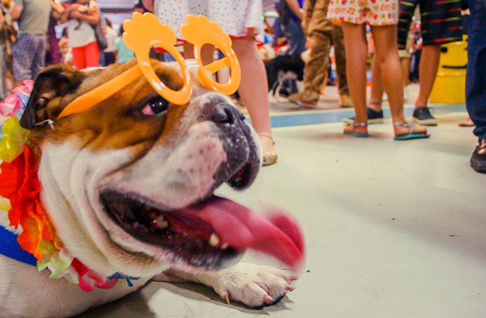 Pet no CarnavAU