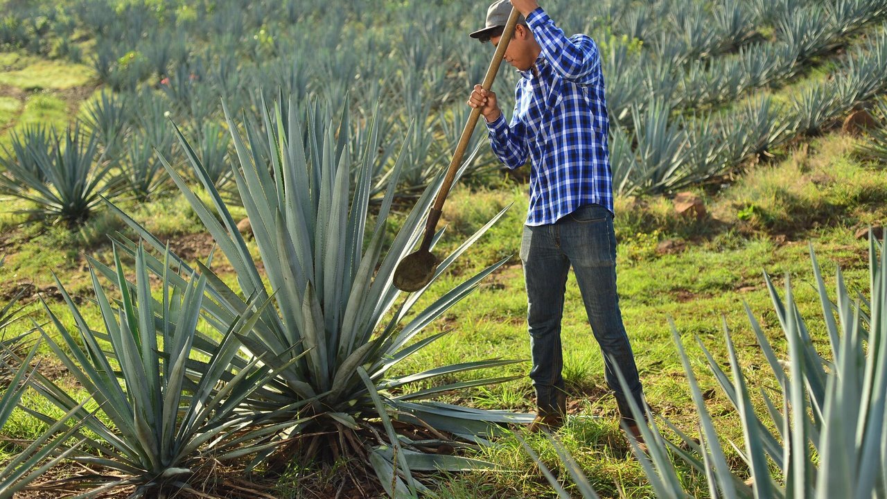 Ameaças tarifárias de Trump 'causam ressaca' na indústria de tequila do México, diz mídia