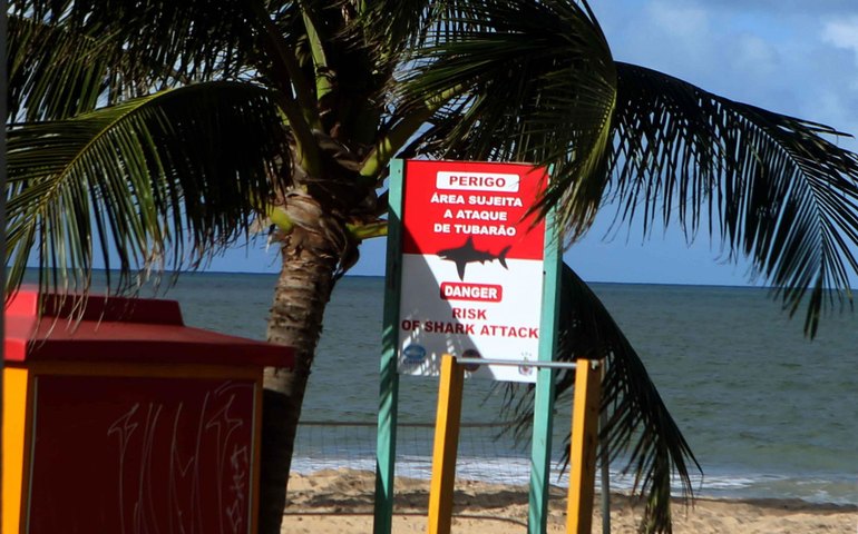 Ataques de tubarão em Pernambuco: Por que o Estado registra tantos casos?