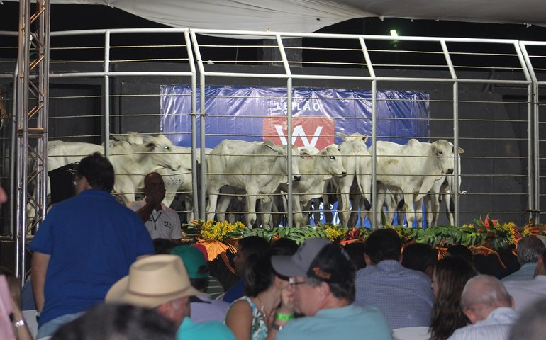 Expoagro/AL é a principal praça de comercialização animal do Norte e Nordeste