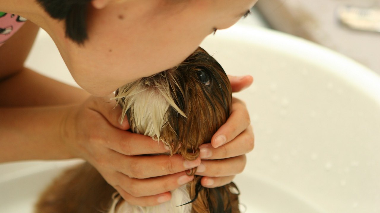 Cuidados essenciais para manter a higiene dos pets