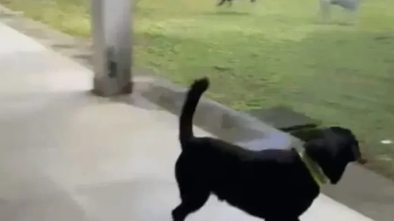 Ataques de cães suspendem aulas presenciais no curso de Direito da UFAL
