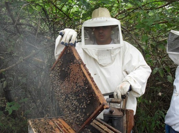 Governo cria Câmara Setorial da Apicultura e Meliponicultura