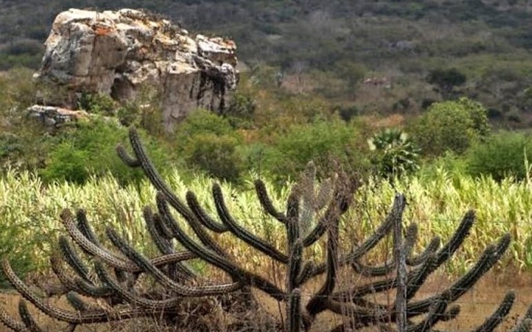 Caatinga enfrenta processo acelerado de degradação, alerta especialista