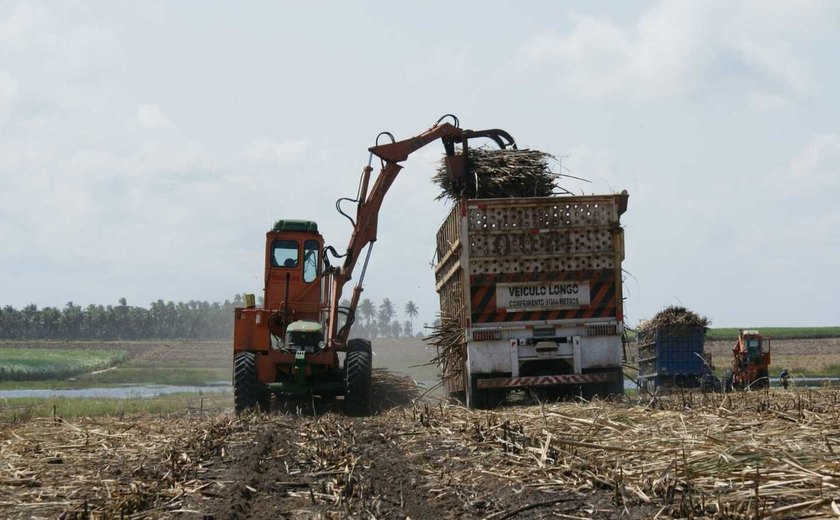 Produção de cana-de-açúcar deve crescer 5% em Alagoas