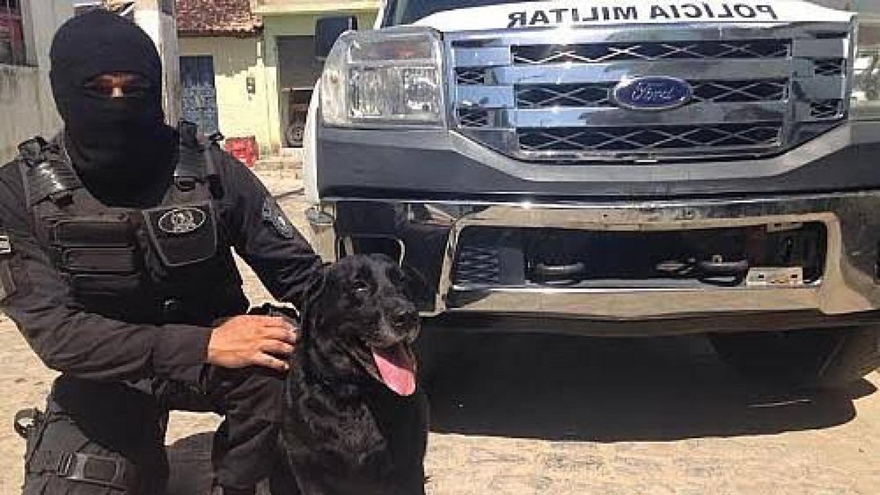 Heróis de quatro patas e suas contribuições à Polícia Militar