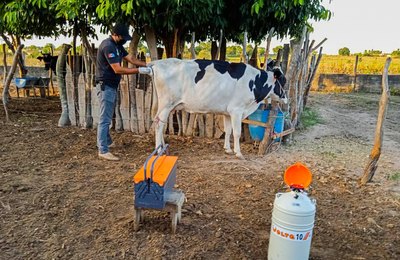 Programa de Melhoramento Genético e Inseminação garante aumento de renda e qualidade aos pequenos