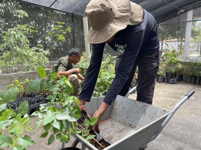 Alagoas Mais Verde: IMA celebra 38 mil mudas plantadas em 2025