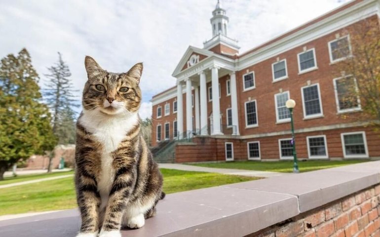 Gato recebe diploma honorário da Universidade de Vermont, nos Estados Unidos